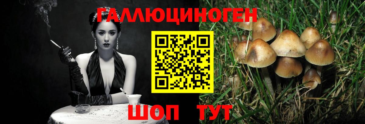 Галлюциногенные грибы Psilocybe Среднеуральск